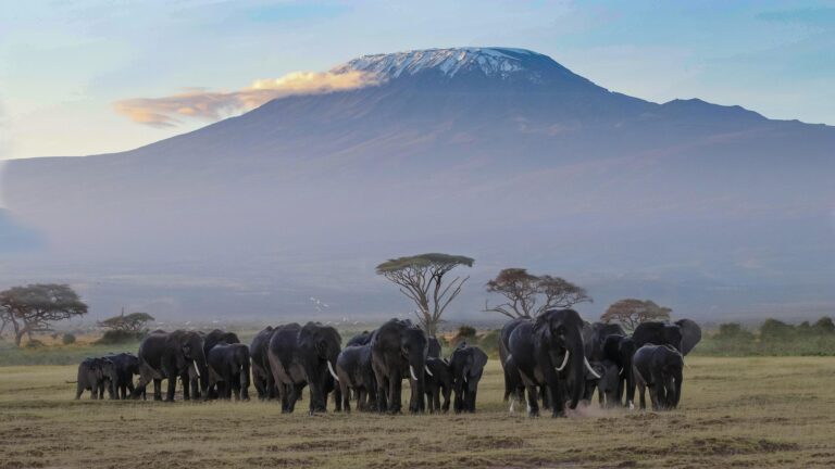 Elephants in the Amboseli National Park with Mt Kilimanjaro in the background