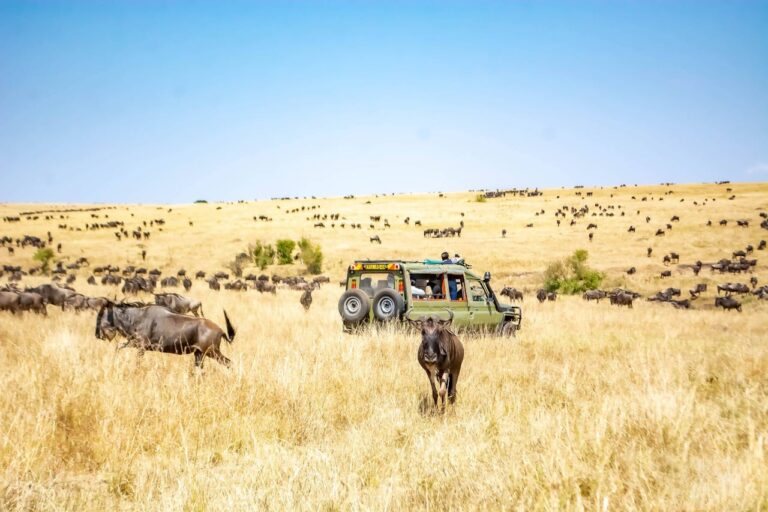 Wildebeests on a grassland savannah in the Maasai Mara