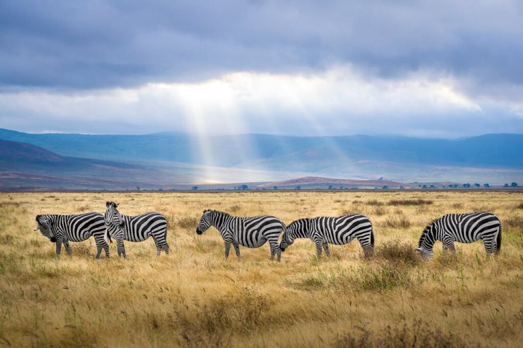 Zebras grazing in an African Savannah
