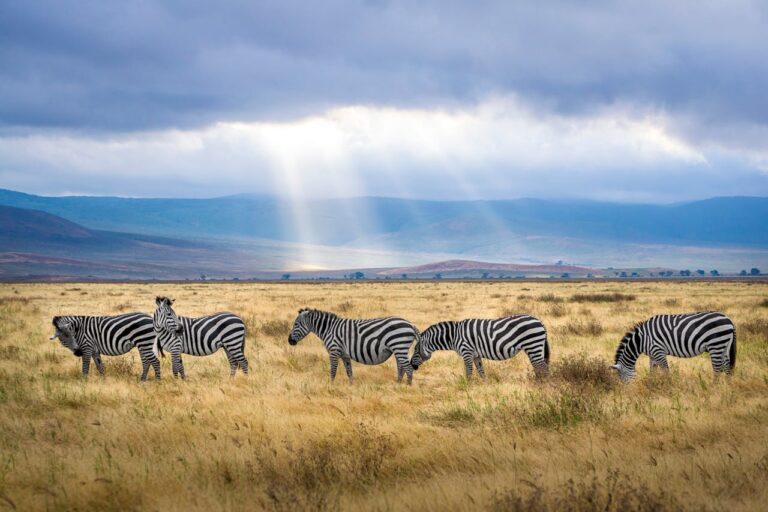 Zebras grazing in an African Savannah