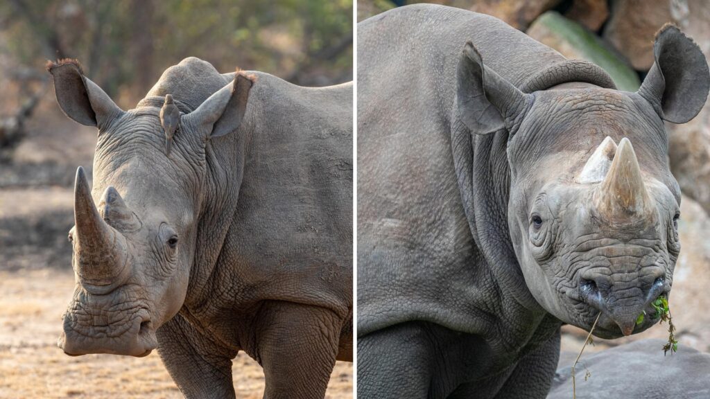 7 Fascinating Facts About Africa’s Big Five Animals A white rhino and a black rhino