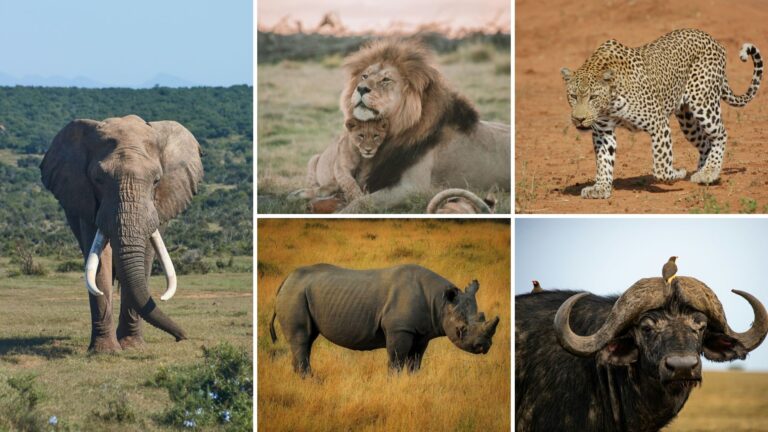 Africa's big five animals
